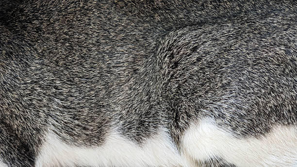istock Close-up view of a gray and white fur texture. 2216404551