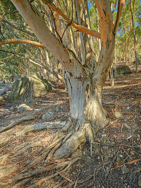 A sprawling eucalyptus tree with intricately twisted roots captured under vibrant sunlight in a tranquil South African forest. The image reflects natural beauty, vivid textures, and a sense of serene wilderness.