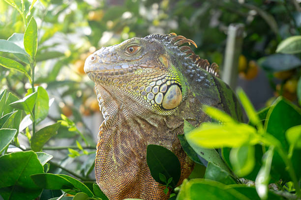 istock Close up Green Iguana in a Lush Tropical Environment 2216407081