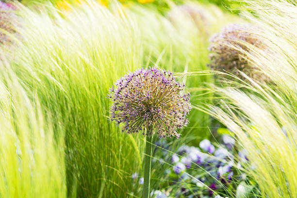Blossoming scallions in the gentle breeze are very beautiful