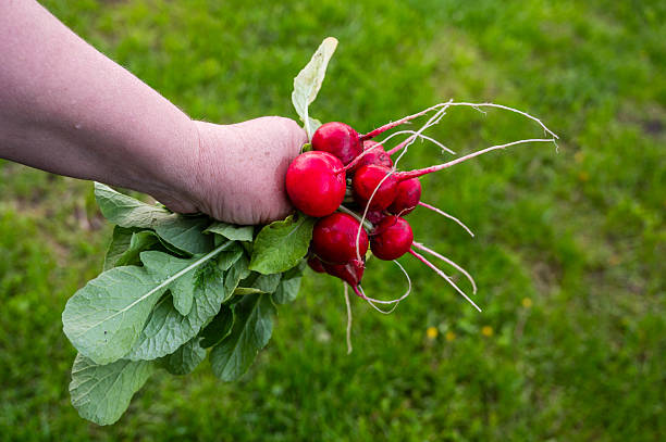 A robotic hand holding ripe radish