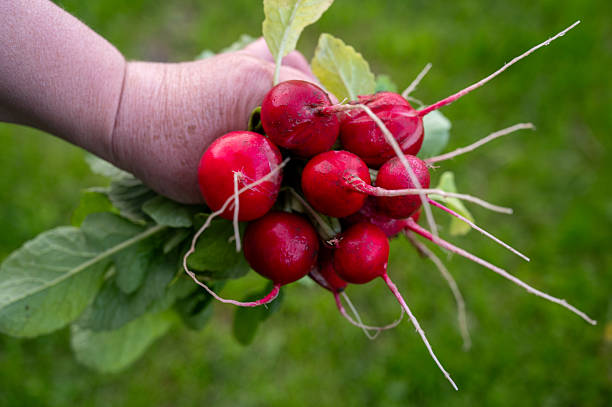 istock Harvesting red radishes from the garden 2216408461