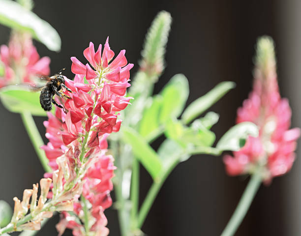 Tuscany, Italy - May, 2025: A wild bee is capturedon Sulla coronaria (Hedysarum coronarium) flowers. The image showcases the insect interacting with the vibrant inflorescences of the Mediterranean plant, commonly known for its bright red-pink blossoms. The close-up compositions highlight pollination activity amidst soft-focused natural backgrounds.