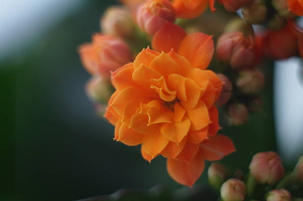istock Orange Kalanchoe Flower in Sharp Focus with Blurred Background 2216410025