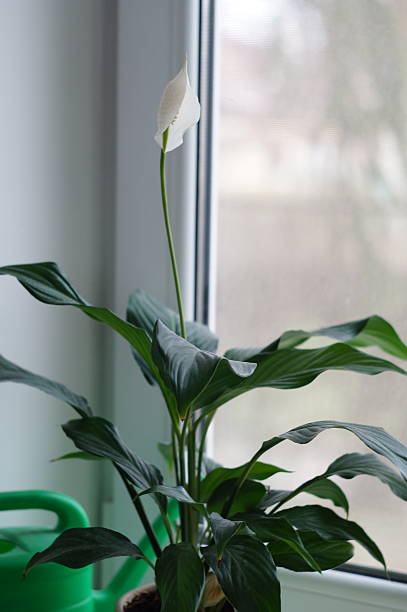 istock Peaceful Indoor Sanctuary: Peace Lily by Window 2216410125