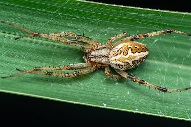 istock Ornamental tree trunk spider resting on a green leaf 2216411135