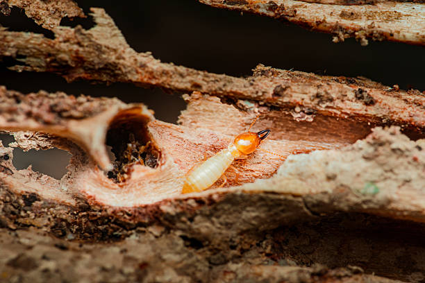 istock Termite walking on damaged wood in a close-up view 2216411177