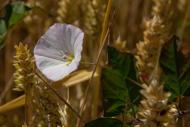 Field bindweed or Convolvulus arvensis European bindweed Creeping Jenny Possession vine herbaceous perennial plant with open and closed white flowers surrounded with dense green leaves.