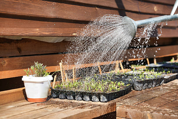 Water pours from a metal watering can onto trays of young seedlings arranged on a wooden bench. Sunlight highlights the water spray and vibrant green leaves, creating a fresh and lively scene of early plant care in a home gardening setting.