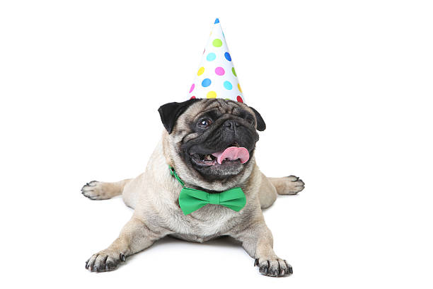 istock Pug dog with bow tie and birthday cap on white background 2216417907