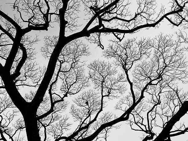 istock silhouette of brand tree backgound 2216418280