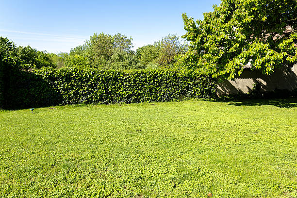istock spring garden with cherry tree and green hedge 2216418305