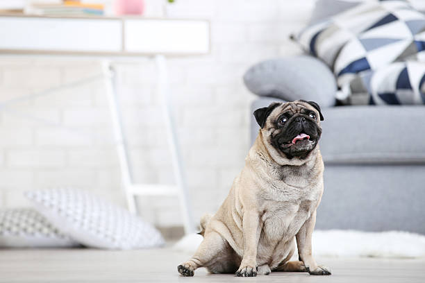 istock Pug dog sitting on the floor at home 2216419149