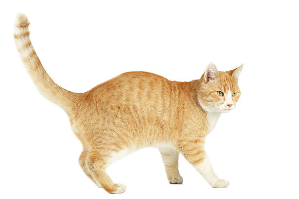 istock Beautiful ginger cat isolated on white background 2216420155