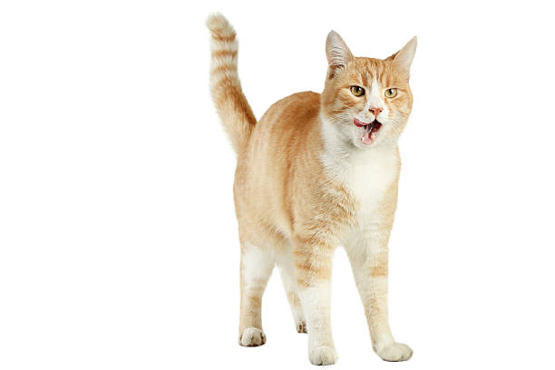 istock Beautiful ginger cat isolated on white background 2216420470
