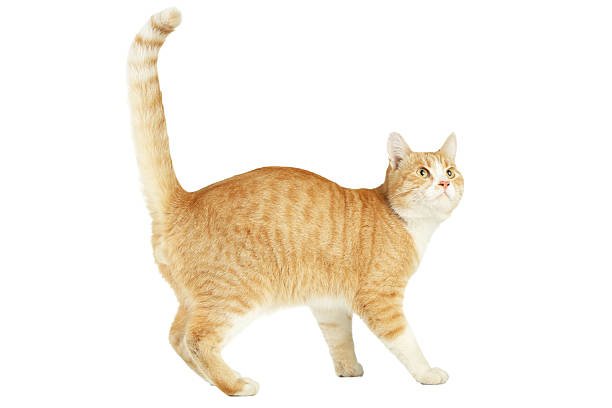 istock Beautiful ginger cat isolated on white background 2216420525