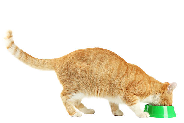istock Ginger cat eating from feeding bowl on white background 2216420666