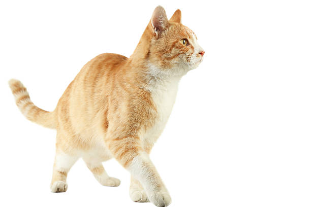 istock Beautiful ginger cat isolated on white background 2216420779