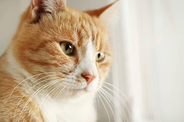 istock Portrait of beautiful ginger cat 2216420853