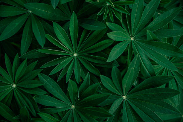 Dark green leaves background. Large-leaved lupine plant in garden. Fresh natural background. Exotic leaves for announcement card, landing webpage, poster or presentation.