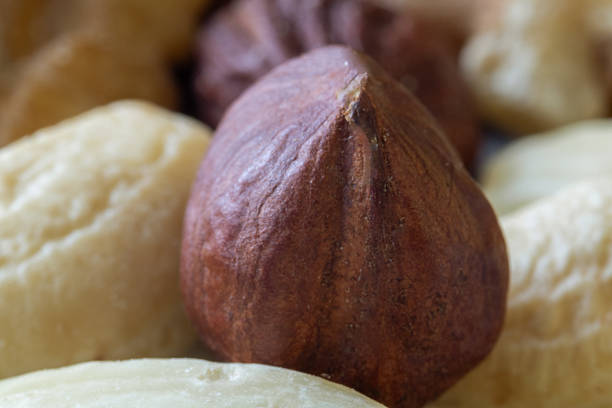 Extreme macro shot of a single hazelnut surrounded by assorted mixed nuts, showcasing texture and natural tones. Perfect for healthy eating and organic food themes.
