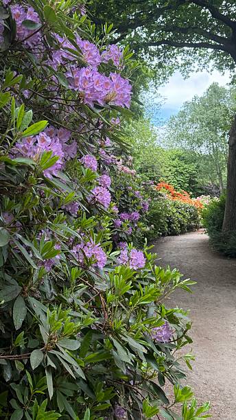 istock Curved garden path surrounded by blooming rhododendrons. 2216425835