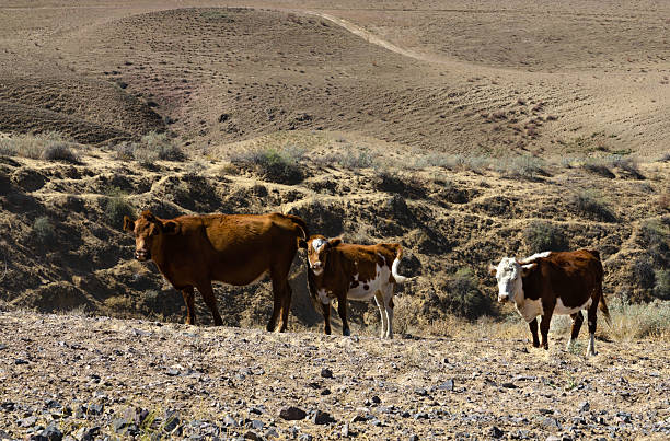 istock Cows Grazing in Dry Steppe Landscape with Rocky Soil and Rolling Hills under Bright Sunlight 2216426758