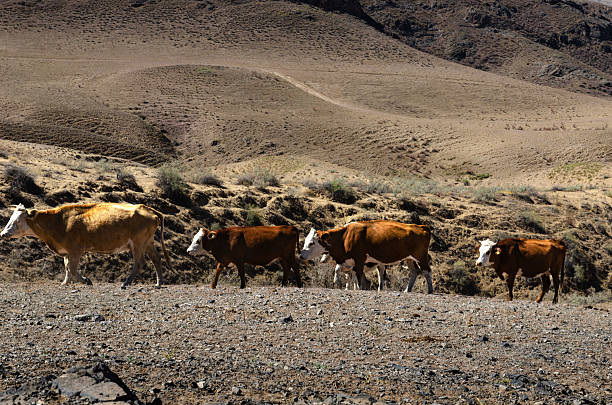 istock Cows Grazing in Dry Steppe Landscape with Rocky Soil and Rolling Hills under Bright Sunlight 2216426780