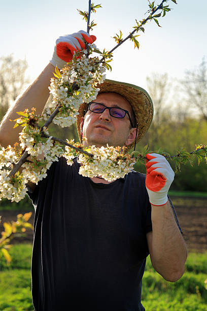 istock In a sunny agricultural field, a gardener carefully inspects white cherry blossoms while wearing gloves and a straw hat. The vibrant flowers indicate the arrival of spring 2216427882