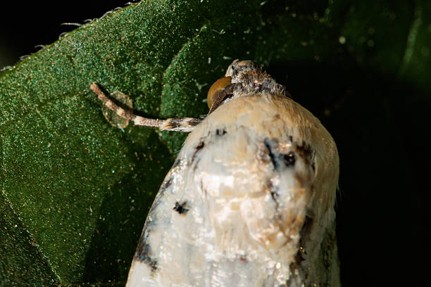 istock Apple ermine moth resting on green leaf: showing intricate details 2216428606