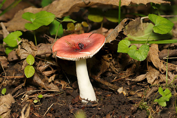istock Japanese poisonous red Russula mushroom (Benitake. Wildlife closeup macro photograph) 2216466835