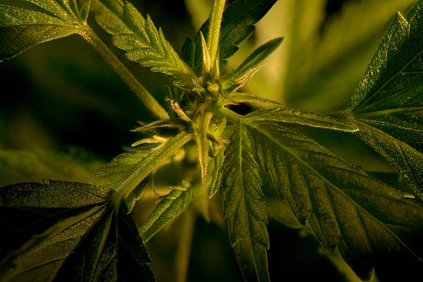Macro shot of a hemp plant from above. This is an ornamental hemp plant.