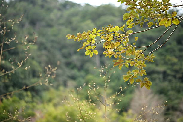 istock Twilight Scene with Tree Leaves and Faint Sky 2216468846