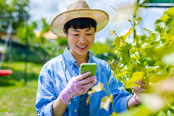 istock Japanese woman examines grape vines with smart phone app 2216469501