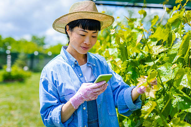 istock Japanese woman examines grape vines with smart phone app 2216469569