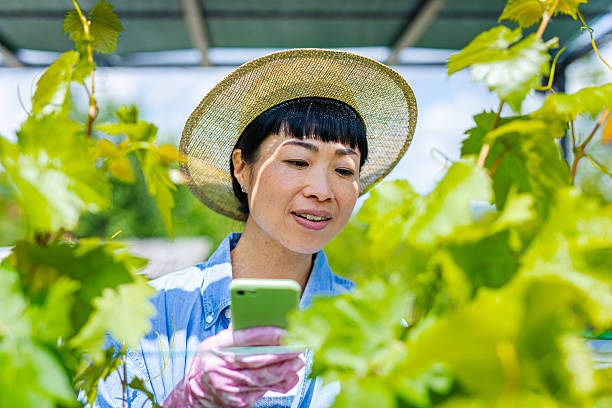 istock Japanese woman examines grape vines with smart phone app 2216469683