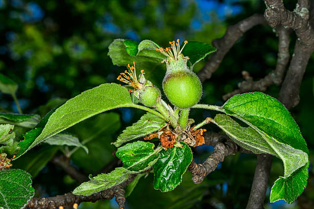 Young fruit apples after blossom in garden