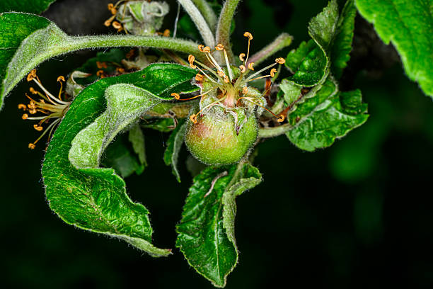 Young fruit apples after blossom in garden
