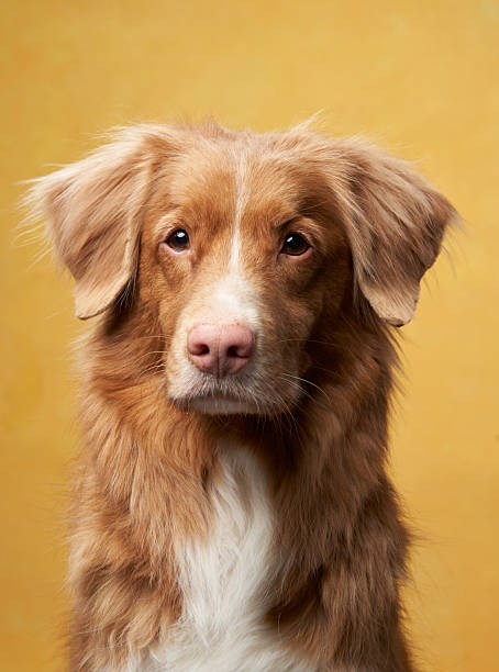 istock Nova Scotia Duck Tolling Retriever Studio Portrait 2216471126