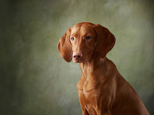 istock Vizsla looking directly into the camera with a calm demeanor 2216471145