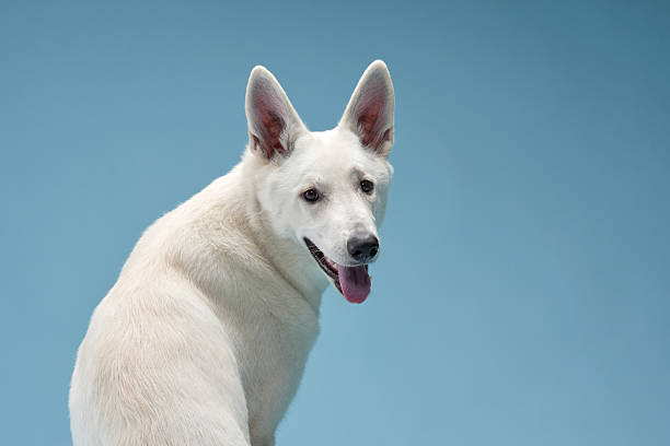 A white shepherd dog turns its head slightly, gazing into the distance with a calm expression. The light blue background complements its bright fur.
