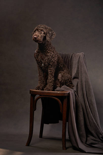 istock Italian Water Dog sitting on a wooden stool in a studio setting 2216471184