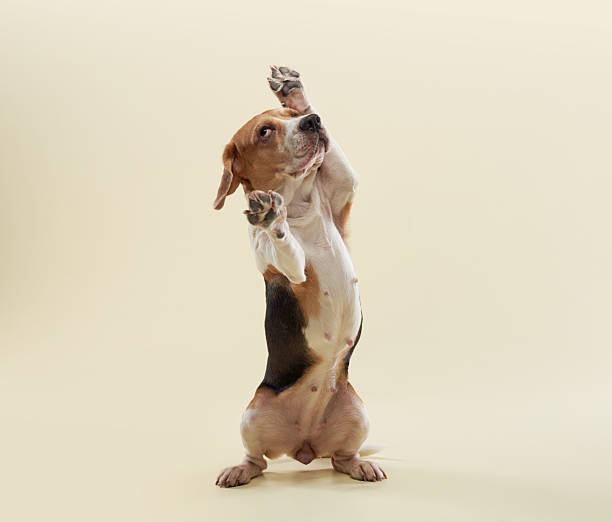 istock Beagle jumping in mid-air on a light background 2216471186