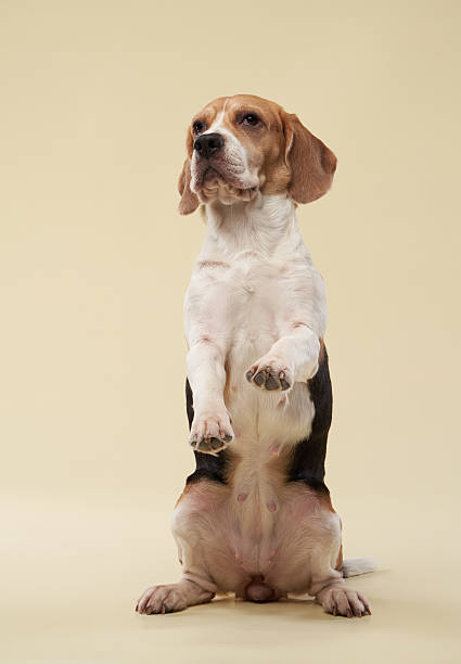 istock Beagle standing on hind legs against a neutral background 2216471195