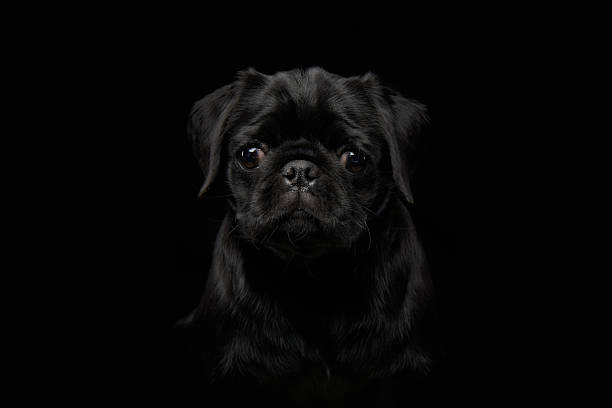 istock Black dog with dramatic lighting against a dark background 2216471196