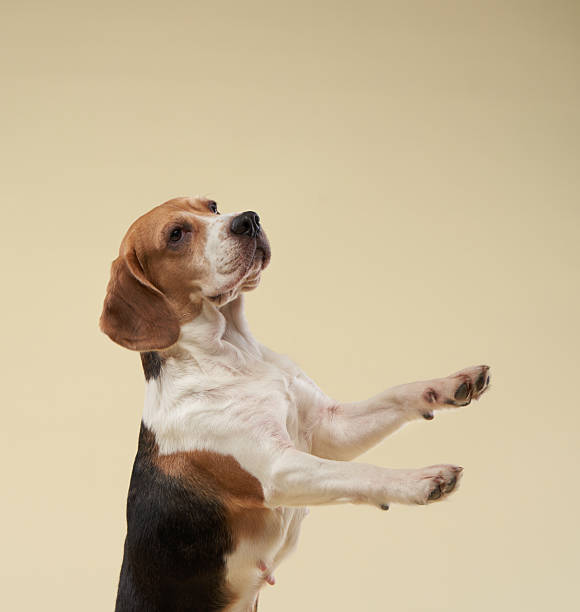 istock Beagle balancing on hind legs against a beige background 2216471210