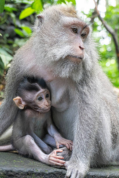 istock Monkey Love Mother protects baby in Ubud Monkey Forest with Bali. 2216471369
