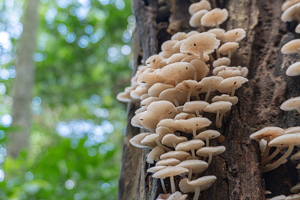istock Wild Mushrooms Colony Parasol Fungi Clump on Forest Tree with Bokeh Backdrop. 2216471373