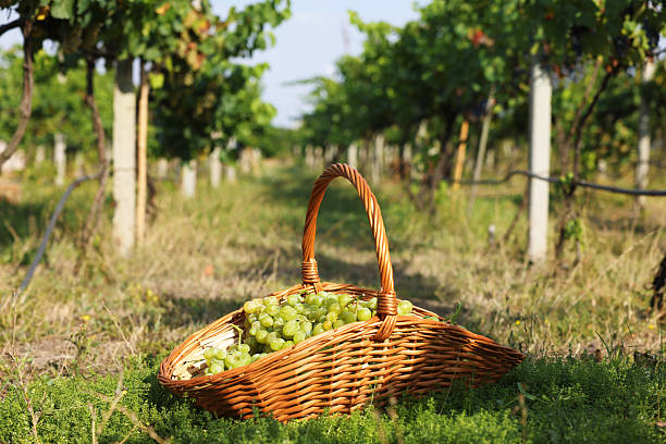istock Ripe grapes in wicker basket outdoors on sunny day 2216471414