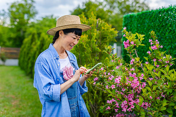 Japanese woman examines her flowers using a mobile phone